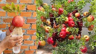 Simple tips for Growing Apples With Grapes at home   Growing Incredible strange Grow