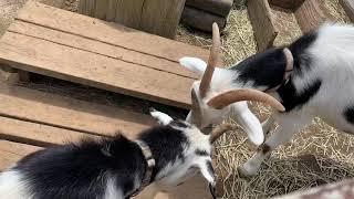 goats striking their horns @Mother Farm Tokyo Japan Aug.3.2019