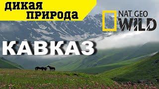 Дикая природа России. Кавказ. Документальный фильм