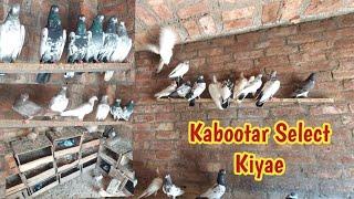 Dost Ki Taref Kabootar Select Kiyae | Hashim Mahmood Pigeons