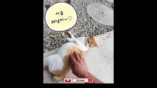 임신6주차 시골냥이 | 고양이 배가 배구공만해서 굴러다님