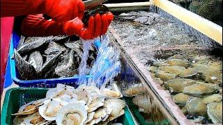 수족관 해산물 다 먹어도 돼?! 조개구이 무한리필? 연매출 100억 키조개삼합 / Unique Seafood / Korean Street Food