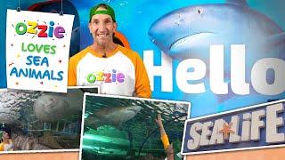 Ozzie Visits An Aquarium For Kids | Learn About Fish & Sharks | SEA LIFE Sydney