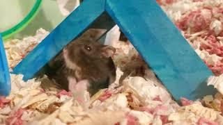  EXTREMELY CUTE BLACK CAMPBELL ROBO DWARF HAMSTER CLEANING HIMSELF! PART 2!  [4K 60FPS] 