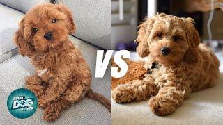 Cavapoo vs Cockapoo - Poodle Mix Breeds Comparison