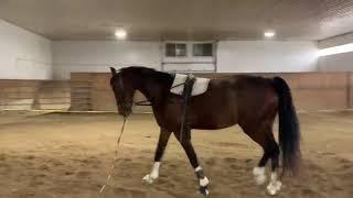 Lolita 4yo Dutch Mare For Sale