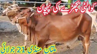 Multan Cow Mandi Purchasing For Karachi Friends Gulabi Ablk Bachre || Global Village Farming