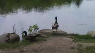 Mallard duck flying and Canada goose flying away
