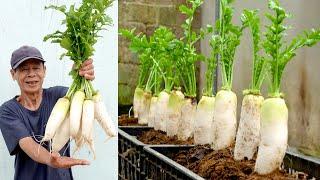 No need for a garden, Growing radish at home is easy and gives big tubers
