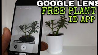 GOOGLE LENS - A FREE PLANT Identify App that Most Mobile Phones will already have. 