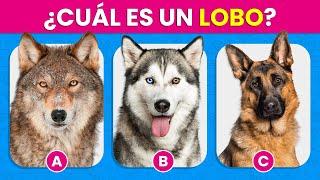 Adivina el Animal Correcto| Diferencia y Reconoce los Animales 