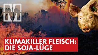 Klima-Killer Fleisch: Wie Brasiliens Wälder für unser Tierfutter abgeholzt werden - MONITOR