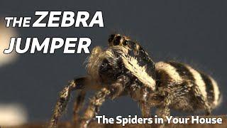 The Spiders in Your House - The Zebra Jumper