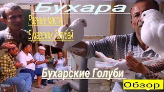 и вновь Приехал Бухару,"Бухарские Голуби" в гостях у Голубевода Икрома Исмоилова,Обзор Голубей!