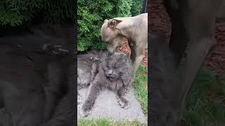 Giant Maine Coon Cat : Personality.