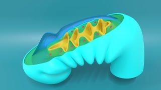 3D Embryology of Pharyngeal arches, Pharyngeal Pouches, Pharyngeal clefts and Pharyngeal Apparatus