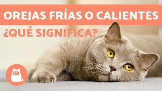 Gato con orejas FRÍAS O CALIENTES  ¿Qué significa?