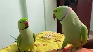 God gifted Talking parrot