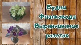 Будни Фиалковода Выравнивание Розетки Фиалки