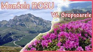 Muntii Ciucas - Romania 4K - Rhododendron | Vf. Zaganu - Vf. Gropsoarele | Vizitam Romania Carpatina