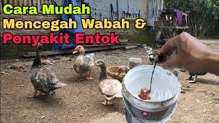 Cara Mudah Mencegah Wabah dan Penyakit Entok