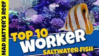 Top 10 Worker Saltwater Fish for your Aquarium