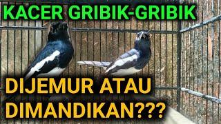 KEPANASAN ATAU KEDINGINAN? KACER GRIBIK SAAT DIJEMUR | PERAWATAN BURUNG KACER