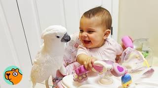 Neglected Parrot Becomes A Toddler Mom | Cuddle Buddies