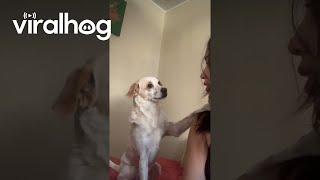 Dog Calms Woman Down || ViralHog