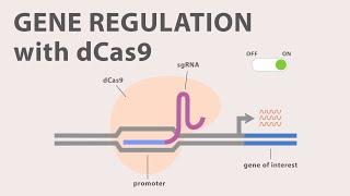 4) CRISPR Cas9 - Gene Regulation with dCas9