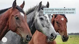 10 Interesting Facts About Horses | Mittens and Max