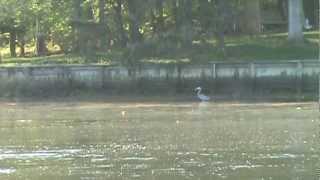 Eastern Shore - Spring Carp Jumping