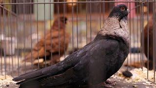 Egyptian swift Pigeon