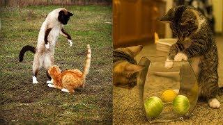 NINJA CATS! There's absolutely NOTHING MORE FUNNY! - Impossible TRY NOT TO LAUGH compilation#2020