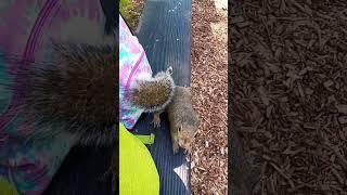 My beautiful baby Squirrel is here again :)) #squirrel #animals #wildlife #funny