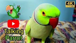 talking parrot video