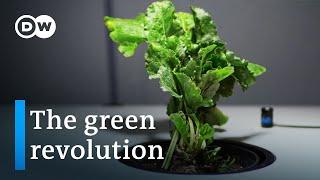 Biofuel instead of coal and oil - How promising are these renewable resources? | DW Documentary