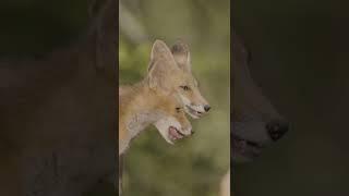 Tilki Yavruları Çekimi | Red Fox