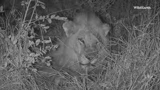 Molwati, the elusive Ghost Leopard of Djuma vs the Black Dam Male lions