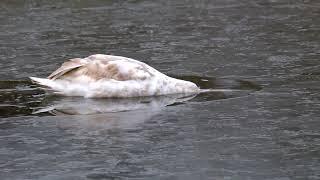 Mute Swan | Лебідь-шипун