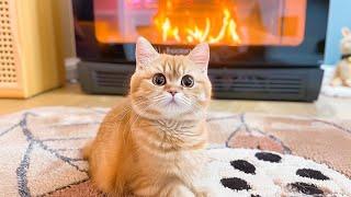 Beautiful Music to Relax Cats - Stress Reducing Music for Cats, Gentle Cat Tunes - Video for Cats