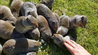 How to catch and feed a ground squirrel, chipmunk, gopher, mole