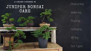 How To Care For Juniper Bonsai ( 2019 ) A JUNIPER CRASH COURSE