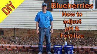 Blueberries, pH adjustment and soil amendment for better berry production