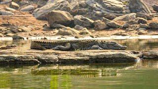 Strategy and Stealth: The Everyday Life of a Marsh Crocodile