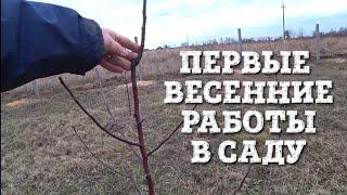 ПЕРВЫЕ ВЕСЕННИЕ РАБОТЫ В САДУ