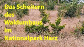 Das Scheitern des Waldumbaus im Nationalpark Harz