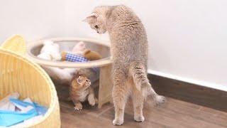 The kitten who rebels against mom cat and attacks her, but gets scared by her in return, is so cute