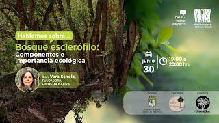 Bosque esclerófilo: componentes e importancia ecológica @minibosquesocoa