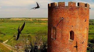 Черный стриж (Apus apus) - Common swift - Kamenets tower | Film Studio Aves